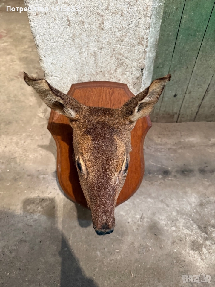 Продавам препарирана сърна, снимка 1