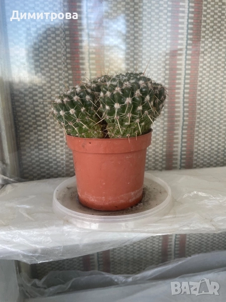 Кактус, ешеверия, снимка 1