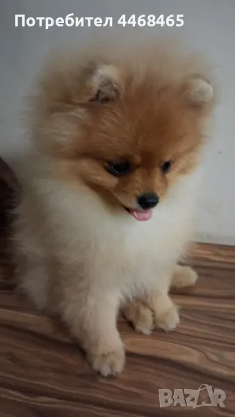 Немски шпиц-померан Kennel little pom paws , снимка 1