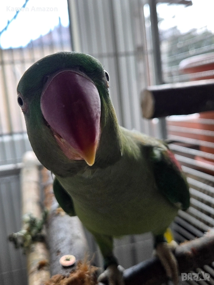 папагал голям Александър , снимка 1