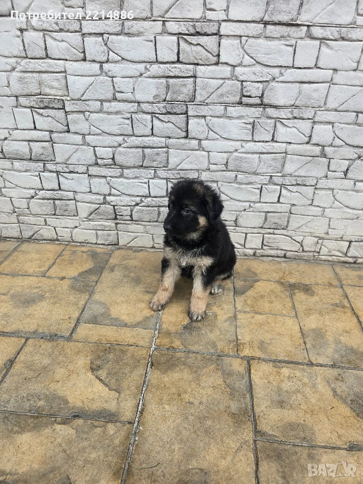 Немска овчарка  , снимка 1