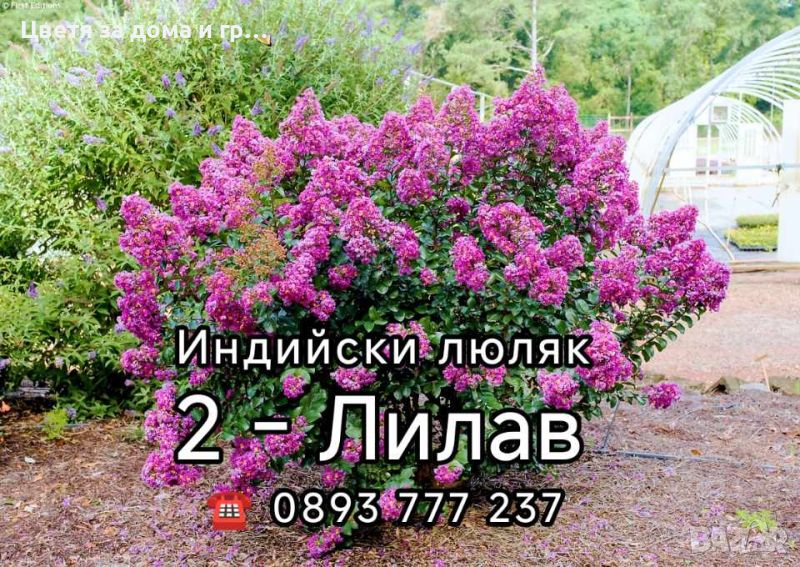 Индийски люляк Lagerstroemia лилав, снимка 1