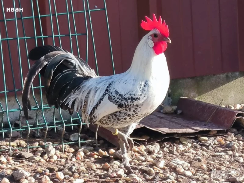 Свободни яйца от Сребърно Брезе Бантам -единствени в България вкарани в България лично от мен , снимка 1