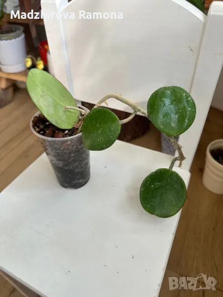 Hoya Obovata , снимка 1