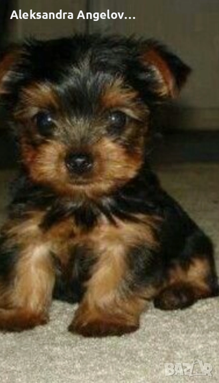 СПЕШНО Мини Йорки  Роки, снимка 1