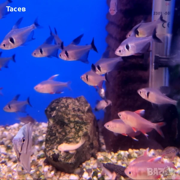 Черен фантом, снимка 1