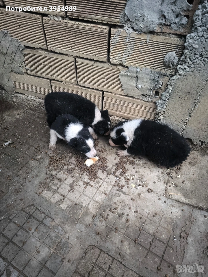 продавам кученца , снимка 1