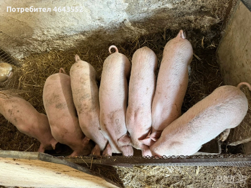 продавам прасенца, снимка 1