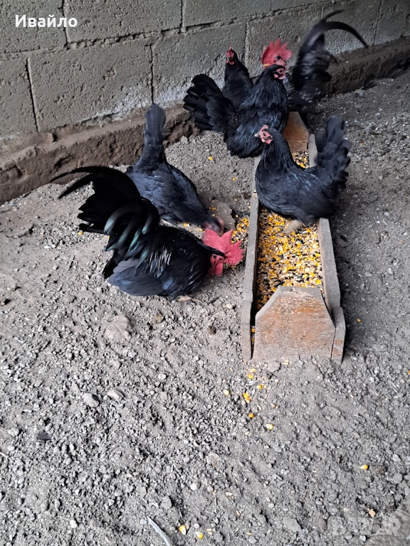 Шабо, снимка 1