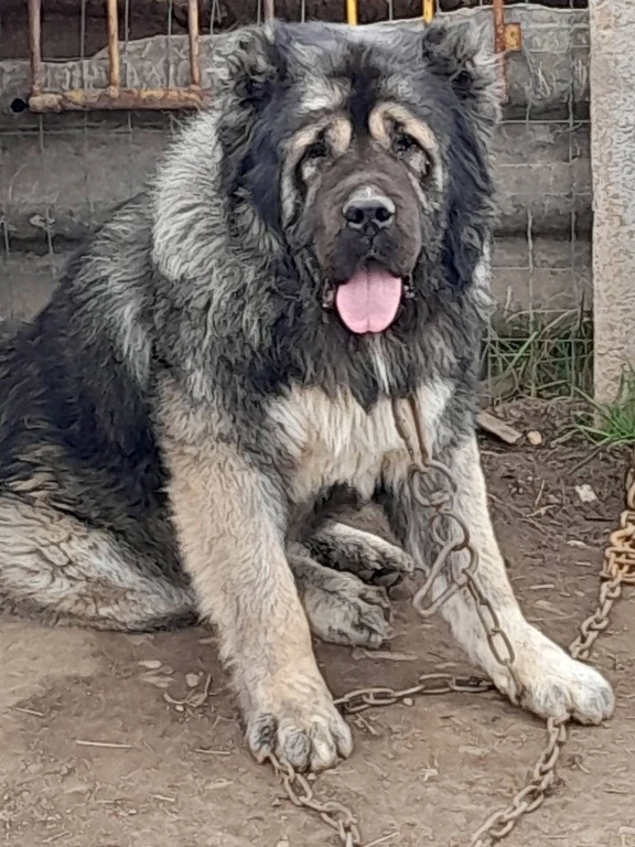 Alabai Kavkazka Ovcharka Central Asian Shepherd Dog For Sale In