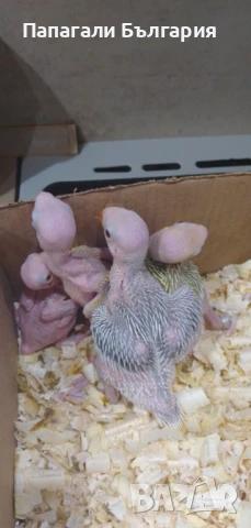 Малък Александър, снимка 3 - Папагали - 50712100