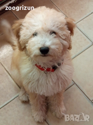 Малки кавапу пудели