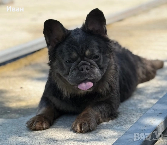 Френски Булдог, снимка 2 - Френски булдог - 53140354