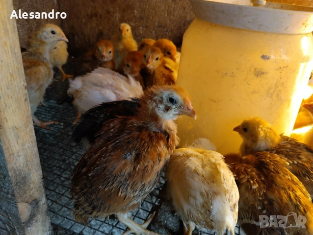 Пилета общоползвателни и бройлерчета, снимка 4 - Кокошки и пуйки - 54164895