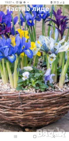 Мини ирис/джудже/перуника, снимка 2 - Разсади - 54168015