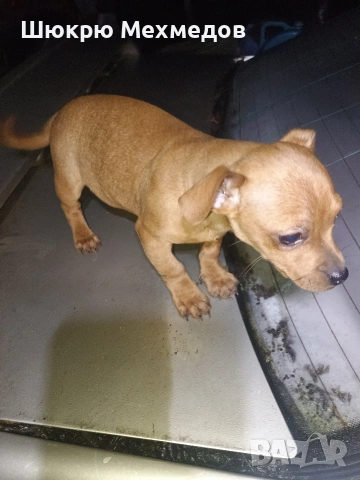 Мъжко пинчер с ваксини и паспорт, снимка 7 - Пинчер - 52649997