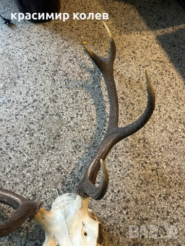 ловен трофей /рога/ 70см., снимка 4 - Антикварни и старинни предмети - 52591960