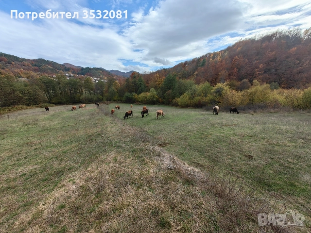 Продават се, снимка 4 - Крави - 52897358