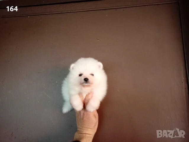 Бели Померани. Различни възрасти! , снимка 6 - Померан - 54149246