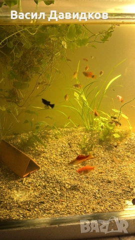 Плата , Молинезия , Гупи , Хелери , снимка 3 - Рибки - 51471426