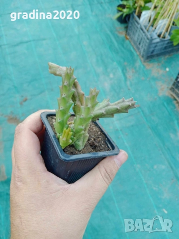 Стапелия (Stapelia) – Пиарантус и Вариагата 🌵⭐, снимка 4 - Разсади - 51010518