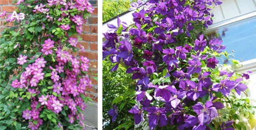 Продавам семена на Клематис - тъмно син и розов, български сорт, снимка 7 - Сортови семена и луковици - 50887014