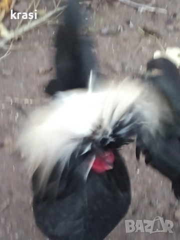 декоративни петлета и кокошлета, снимка 5 - други­ - 52408726