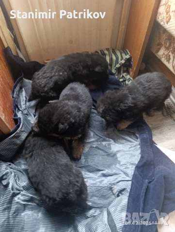 Продават се малки немски овчарки на45 дена мъжко и две женски, снимка 3 - Немска овчарка - 53431045