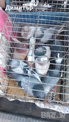 Продавам гълъби Мардини-Турски може и бартер за зайци , снимка 2 - Гълъби - 47886897