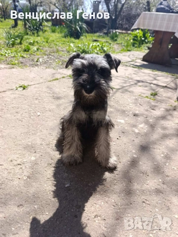 Цверг шнауцер, цвергшнауцер мини шнауцер, снимка 4 - Други - 53054533
