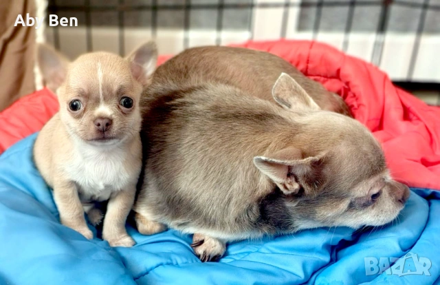 Продавам кученца чихуахуа, снимка 2 - Чихуахуа - 53862789