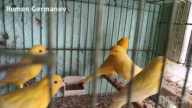 Продавам млади канарчета 2025г., снимка 4 - Канари - 52147318