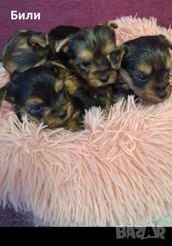 Мъжки йоркита , снимка 1