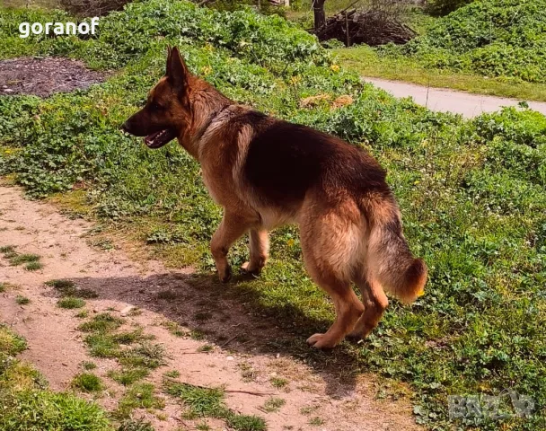 Чистокръвна немска овчарка за РАЗПЛОД, снимка 4 - Немска овчарка - 49961288