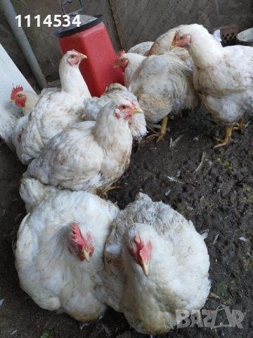 Домашни пилета бройлери, снимка 5 - Кокошки и пуйки - 52429221