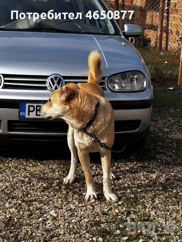 Свободна женска на 11 месеца, снимка 3 - Алабай - 52412908