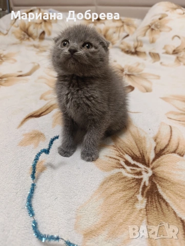 Шотландско клепоухо коте 