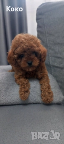 Той пудел/Тийкъп, снимка 7 - Пудели - 51938291