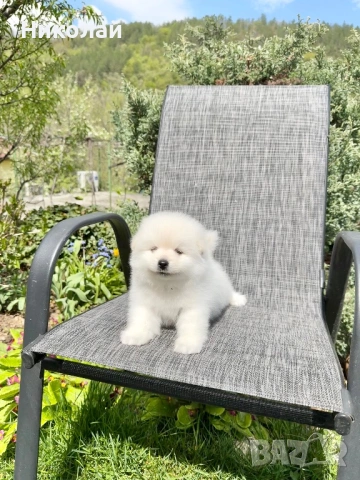 Померан момче. Померанче, снимка 3 - Померан - 54252969