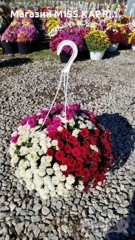 Кошници трицветна хризантема, снимка 4 - Градински цветя и растения - 52344319