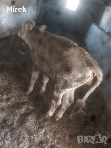 за продажба, снимка 4 - Крави - 54189624