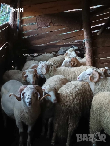 коч кочове за продан , снимка 6 - Овце - 51533244