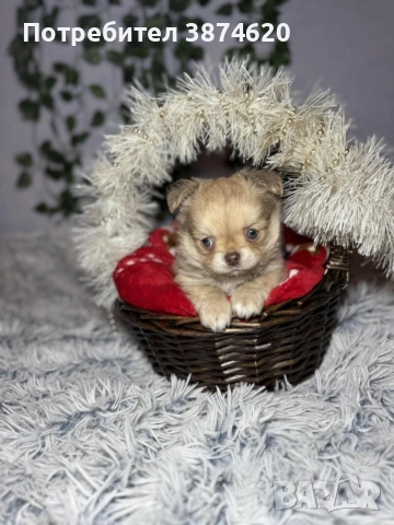 чихуахуа момченца, снимка 11 - Чихуахуа - 52675936