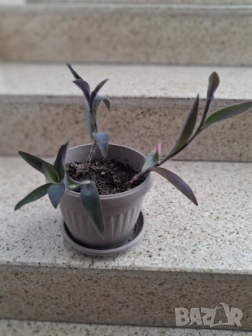 Стайни цветя, снимка 5 - Стайни растения - 51550749