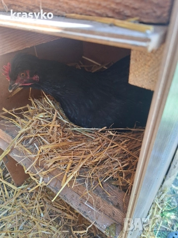 Домашни яйца., снимка 5 - Други животни - 53774203