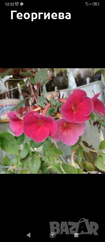 ризоми ахименес 