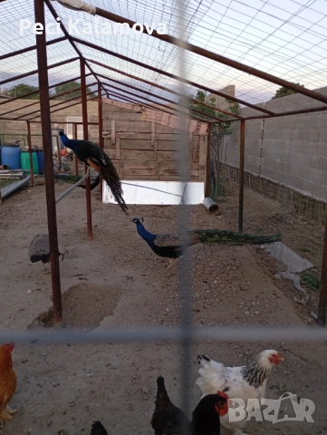 Продавам 3 мъжки и 1 женски пауни, снимка 2 - други­ - 52772087