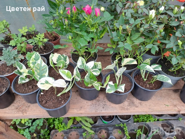 Сциндапсус в саксия 3€брой саксия , снимка 3 - Градински цветя и растения - 54030071