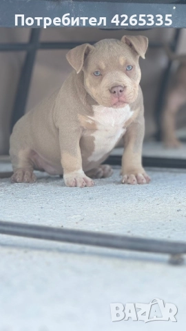 Американско були покет. 4 свободни женски