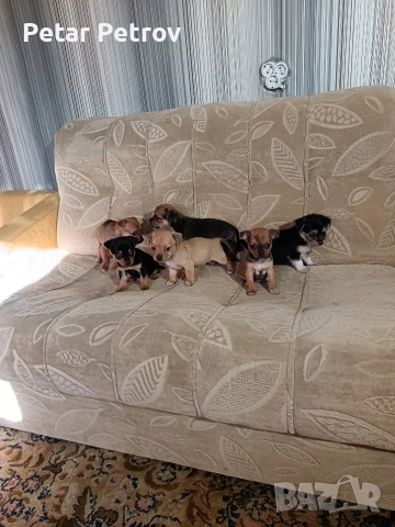 мини чиху пинчер , снимка 13 - Пинчер - 52813031